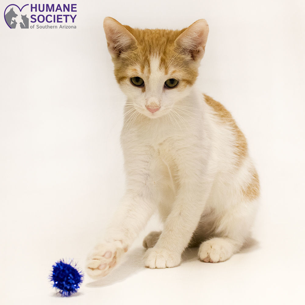 Adopt a friend: Honey Bear